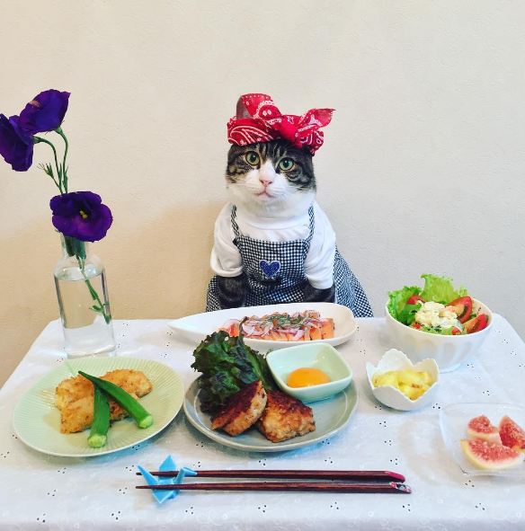 15 Tingkah lucu kucing Jepang berlagak makan malam, gemesin banget