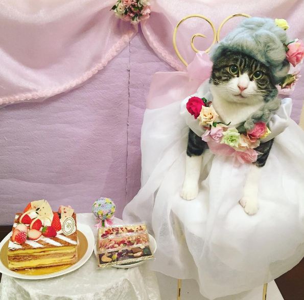 15 Tingkah lucu kucing Jepang berlagak makan malam, gemesin banget