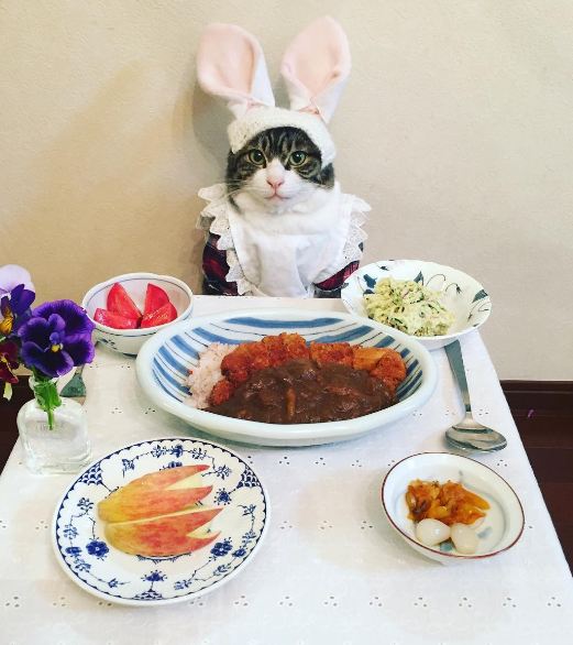 15 Tingkah lucu kucing Jepang berlagak makan malam, gemesin banget