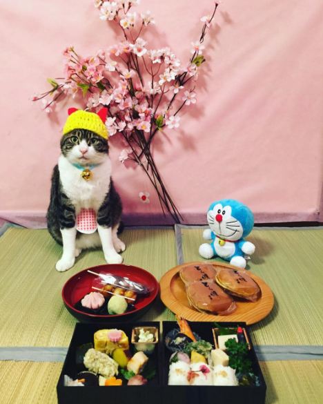 15 Tingkah lucu kucing Jepang berlagak makan malam, gemesin banget