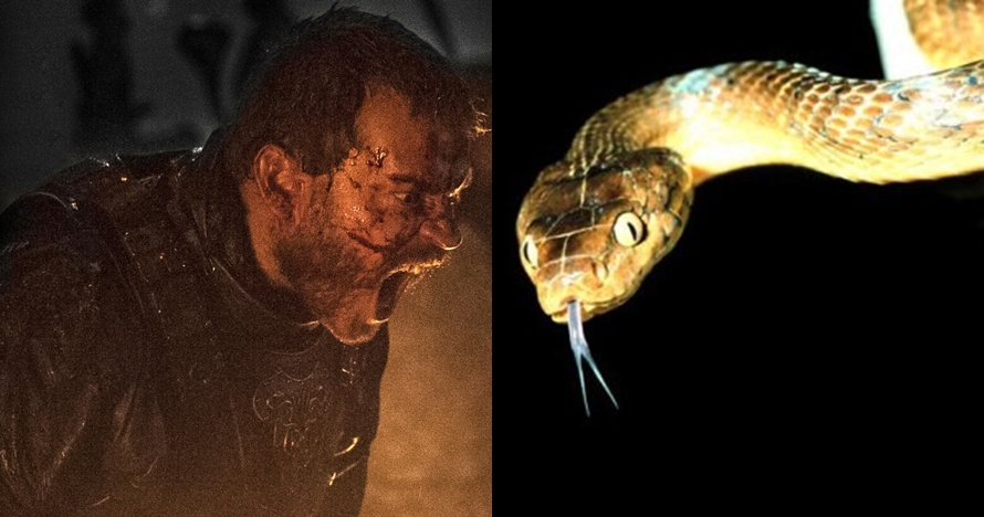 Ini cara agar tidak menjemput ajal setelah digigit ular berbisa