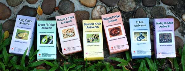 Ini cara agar tidak menjemput ajal setelah digigit ular berbisa