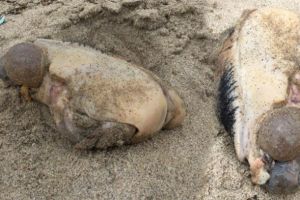 10 Hewan aneh yang terdampar di tepi pantai, bentuknya bikin merinding