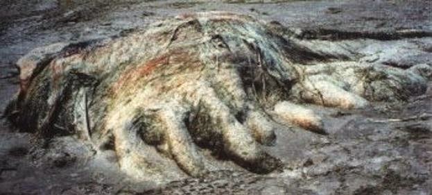10 Hewan aneh yang terdampar di tepi pantai, bentuknya bikin merinding