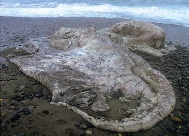 10 Hewan aneh yang terdampar di tepi pantai, bentuknya bikin merinding