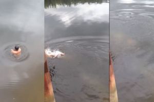 Detik-detik pawang diterkam buaya di Kutai Kartanegara, tragis