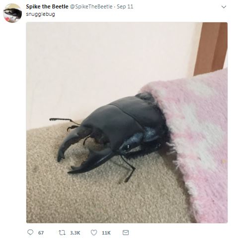 10 Kelakuan kumbang rusa ini bikin gemes, hobinya melukis