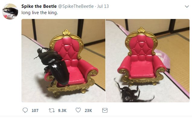 10 Kelakuan kumbang rusa ini bikin gemes, hobinya melukis