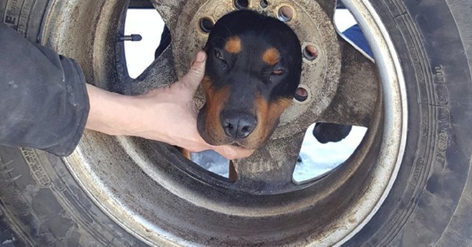 5 Momen hewan terjebak di roda mobil, bikin hati diremas-remas