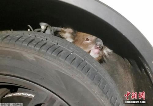 5 Momen hewan terjebak di roda mobil, bikin hati diremas-remas