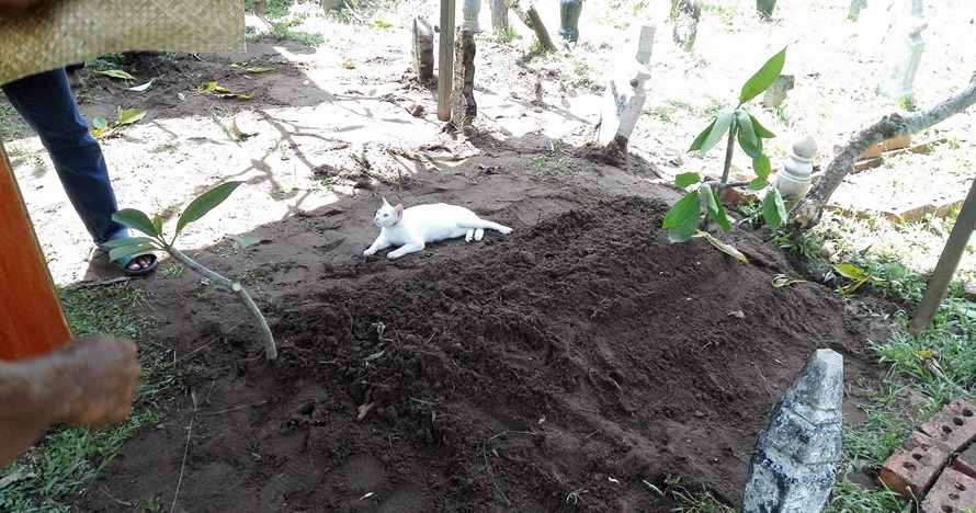 Kucing ini tak mau pergi walau diusir, alasannya bikin haru