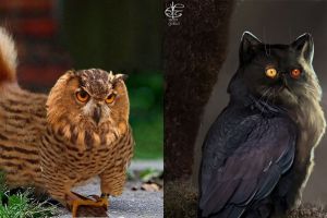 15 Editan kucing dan burung ini keren abis, coba ada di dunia nyata