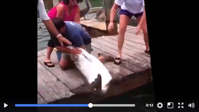 Aksi tangkap ikan raksasa pakai tangan kosong, bikin tegang lihatnya