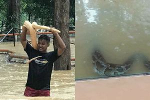 10 Potret ngeri saat taman ular diterjang banjir, bikin merinding