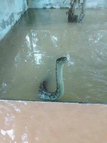 10 Potret ngeri saat taman ular diterjang banjir, bikin merinding