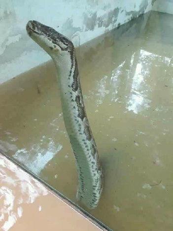 10 Potret ngeri saat taman ular diterjang banjir, bikin merinding