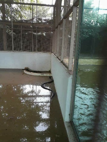 10 Potret ngeri saat taman ular diterjang banjir, bikin merinding