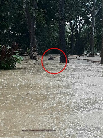 10 Potret ngeri saat taman ular diterjang banjir, bikin merinding