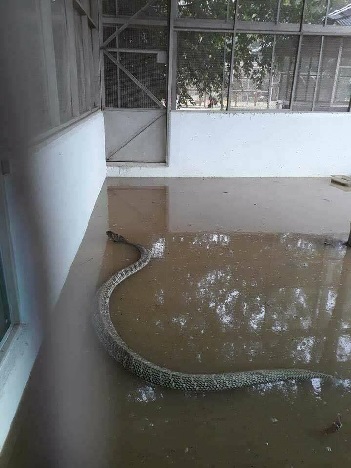 10 Potret ngeri saat taman ular diterjang banjir, bikin merinding