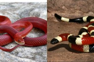 10 Ular dengan warna paling cantik dari seluruh belahan dunia