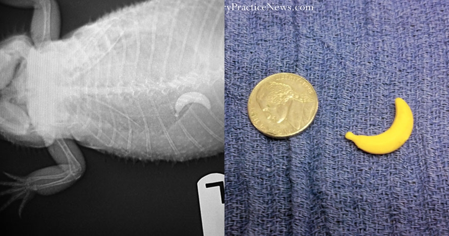 10 Benda tak terduga ini pernah ditemukan di perut hewan, kok bisa?