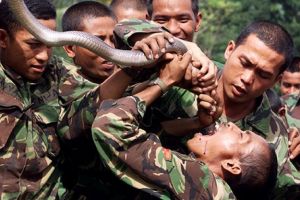 10 Potret tentara minum darah ular ini bikin dada deg-degan