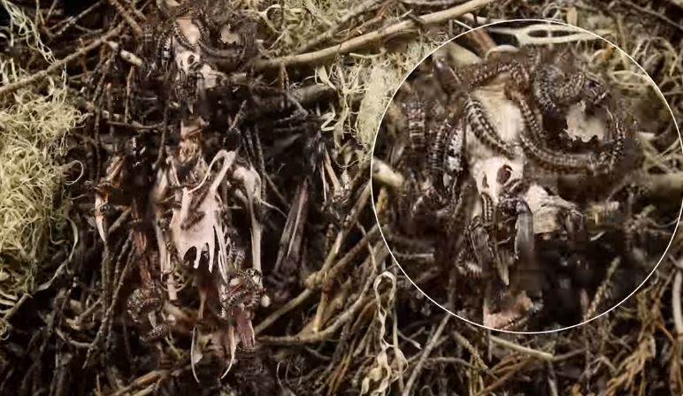 Serangga ini bisa habiskan bangkai hingga tinggal tulang, serem abis