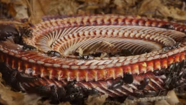 Serangga ini bisa habiskan bangkai hingga tinggal tulang, serem abis