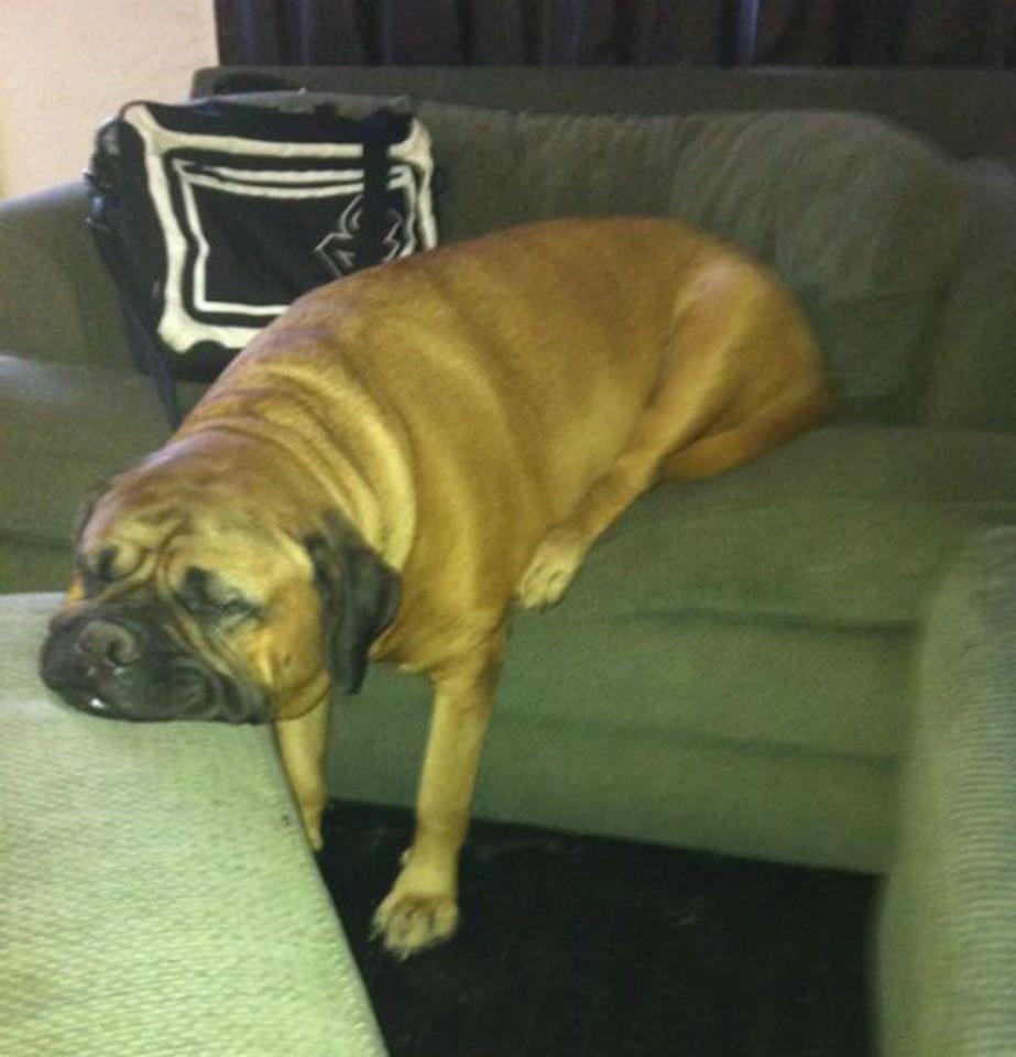 16 Posisi tidur hewan ini kocak banget, posenya nggak biasa