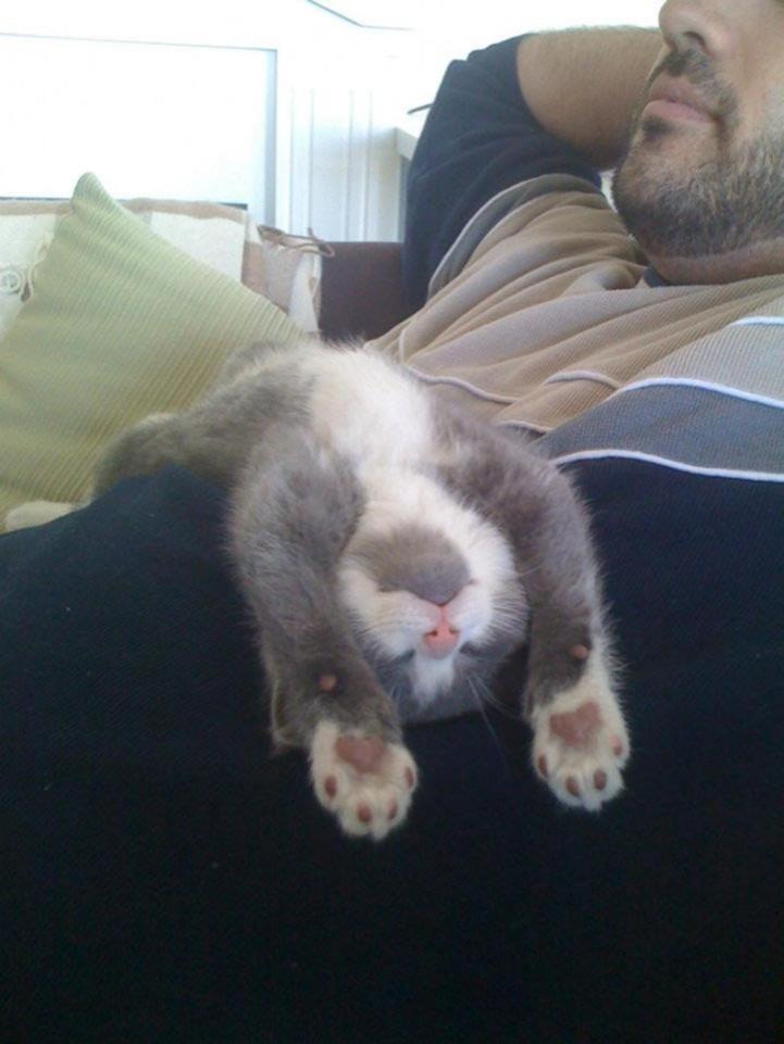 16 Posisi tidur hewan ini kocak banget, posenya nggak biasa