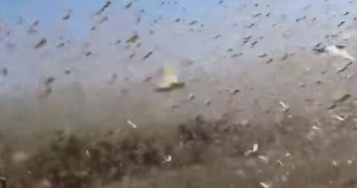 Serbuan belalang kumbara ini persis film horor, merinding melihatnya