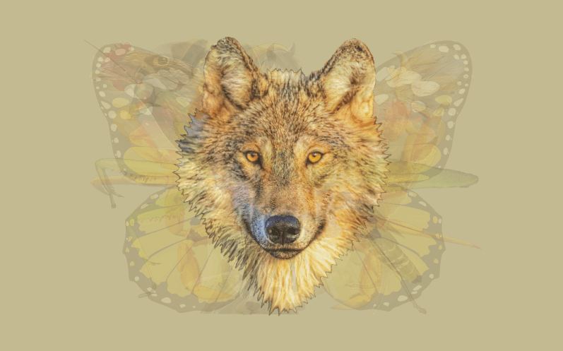 Hewan pertama yang kamu lihat di gambar ini bisa ungkap kepribadianmu