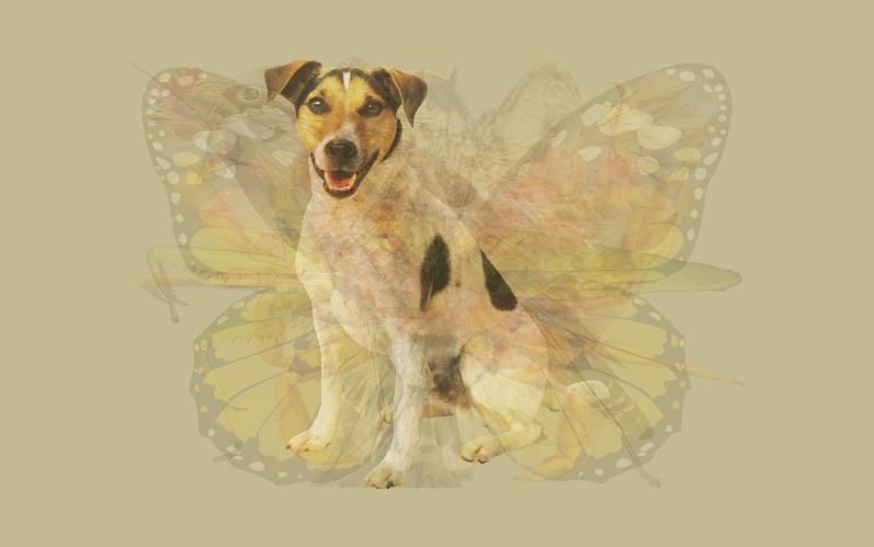 Hewan pertama yang kamu lihat di gambar ini bisa ungkap kepribadianmu