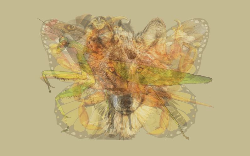 Hewan pertama yang kamu lihat di gambar ini bisa ungkap kepribadianmu