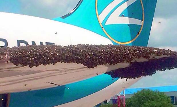 5 Kisah saat lebah bersarang di pesawat terbang, efeknya ngeri