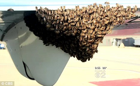 5 Kisah saat lebah bersarang di pesawat terbang, efeknya ngeri