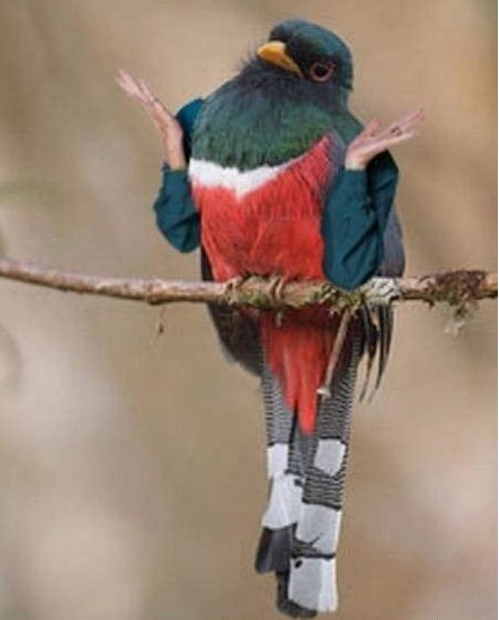 10 Editan foto konyol jika burung punya tangan, ada-ada saja