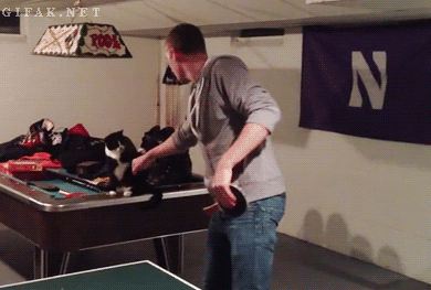 10 Momen kucing 'tos' dengan pemiliknya, udah kayak sohib bro