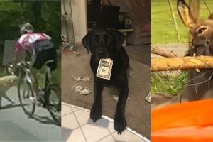 5 Kelakuan hewan  bikin repot majikan, makan mobil yang dikira wortel