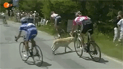 5 Kelakuan hewan  bikin repot majikan, makan mobil yang dikira wortel