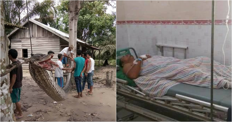 3 Kasus ular piton memangsa manusia, ada yang ditelan bulat-bulat
