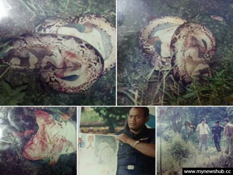 3 Kasus ular piton memangsa manusia, ada yang ditelan bulat-bulat