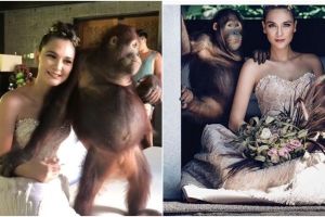 Foto bareng orangutan, Luna Maya dikecam organisasi perlindungan hewan