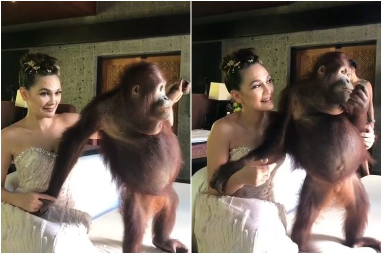 Foto bareng orangutan, Luna Maya dikecam organisasi perlindungan hewan