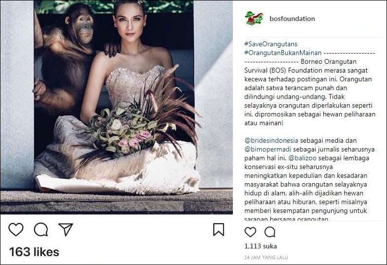 Foto bareng orangutan, Luna Maya dikecam organisasi perlindungan hewan