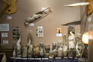 5 Museum dunia ini punya koleksi barang paling aneh dan absurd abis