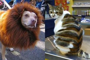 12 Hasil cukur bulu hewan ini nyeleneh abis, ada yang mirip singa