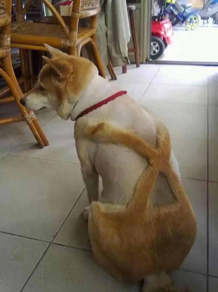 12 Hasil cukur bulu hewan ini nyeleneh abis, ada yang mirip singa