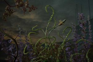 10 Karya fotografi bunga liar, hasilnya dramatis