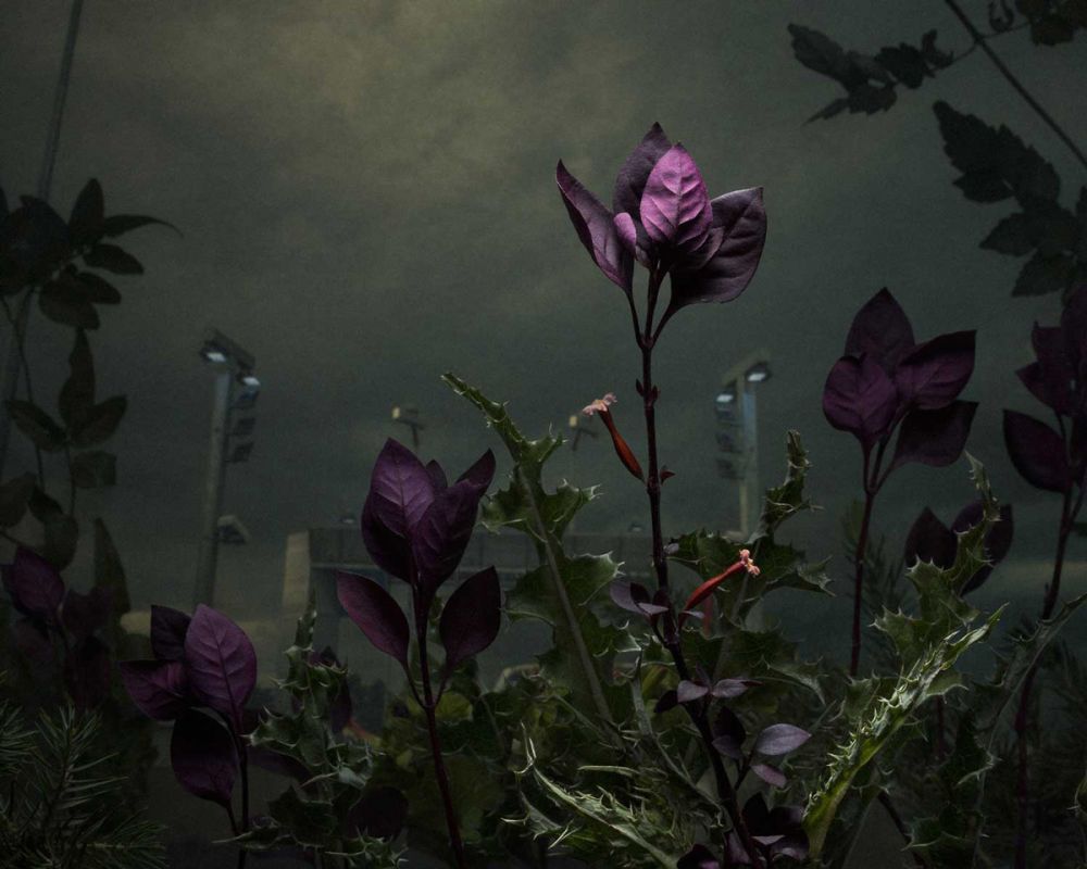 10 Karya fotografi bunga liar, hasilnya dramatis